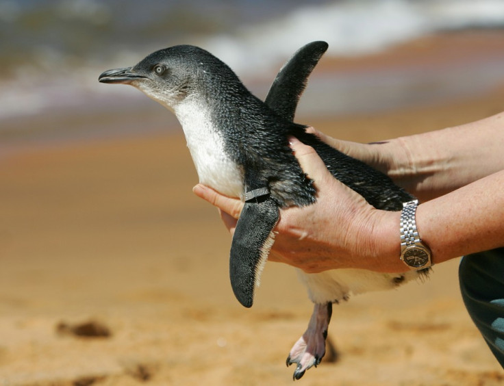 Welshmen - Penguin theft