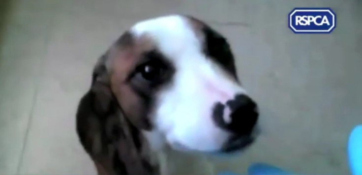 The videos released by the RSPCA show graphic footage of animal cruelty. (RSPCA) The videos released by the RSPCA show graphic footage of animal cruelty. (RSPCA)