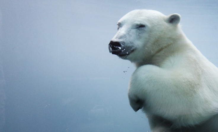 Research have found some bears are swimming more than 400 miles to find ice caps (Reuters)