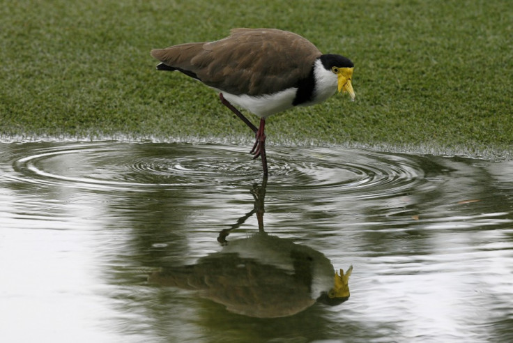 A masked lapwing