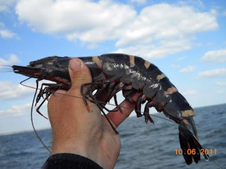 Rise in Asian Tiger Shrimp May Pose Invasive Threat on Native Species