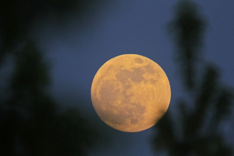 The moon rises behind trees in Bucharest