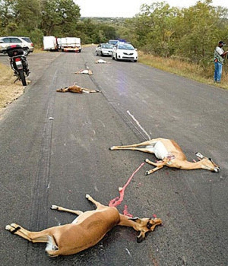 The driver of a delivery truck who collided with a herd of impala at the Kruger Gate -- resulting in the deaths of at least seven impala (SANparks)