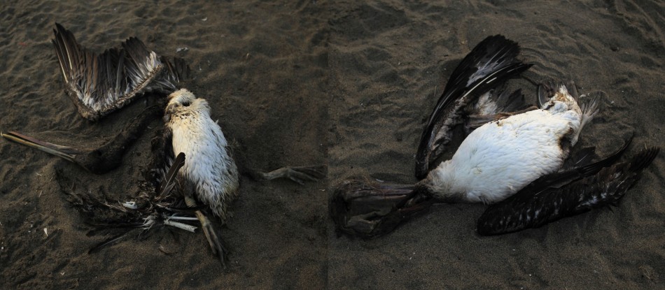 Dolphins, Birds Mysteriously Die in Staggering Numbers on Peru Beaches