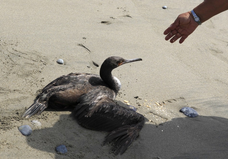 Dolphins, Birds Mysteriously Die in Staggering Numbers on Peru Beaches