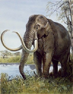 World's Smallest Woolly Mammoth Discovered In Crete [VIDEO ...