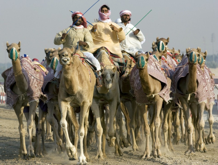 racing camels