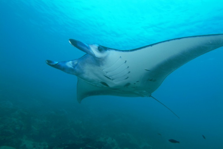 Satellite Tags Reveals Mysterious Manta Ray’s Habits and Its Secret Journey