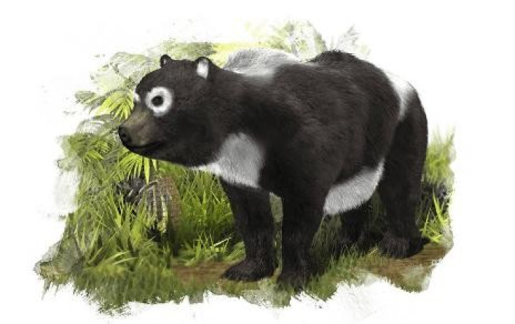 Ancient Panda Related to Endangered Giant Panda Discovered in Spain