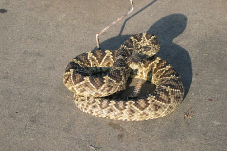 An eastern diamondback rattlesnake