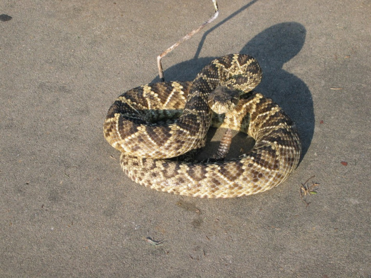 An eastern diamondback rattlesnake
