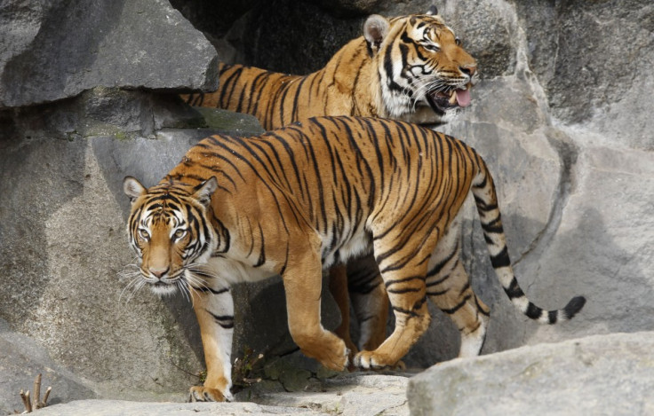 Tiger carcasses found in house in Thailand