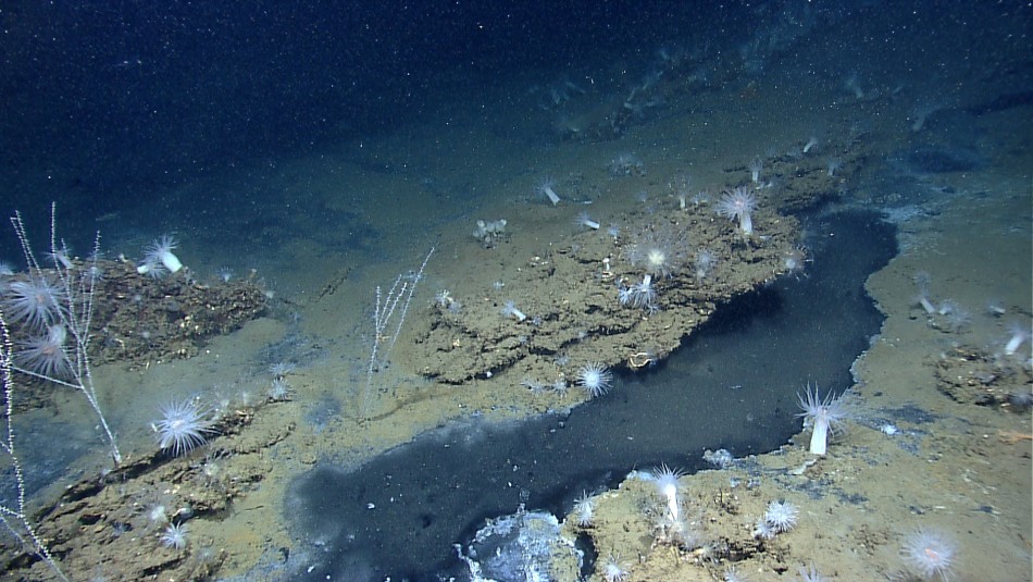 200-Year-Old Shipwreck Discovered in Unexplored Gulf of Mexico