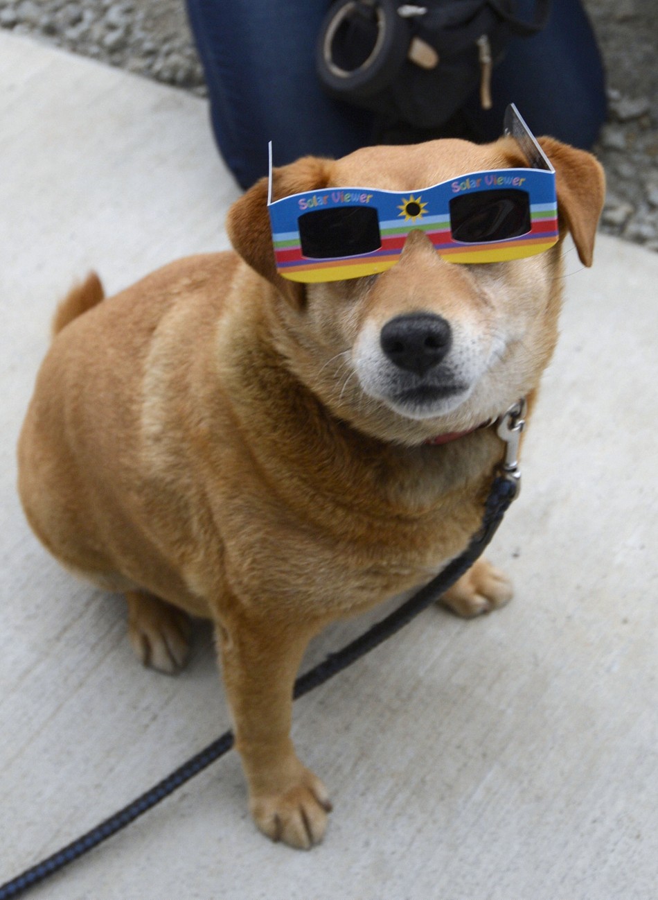 A dog is seen wearing a solar viewer during an annular solar eclipse at a temporary shelter for evacuees from last year039s Fukushima nuclear disaster, in Koriyama, Fukushima prefecture