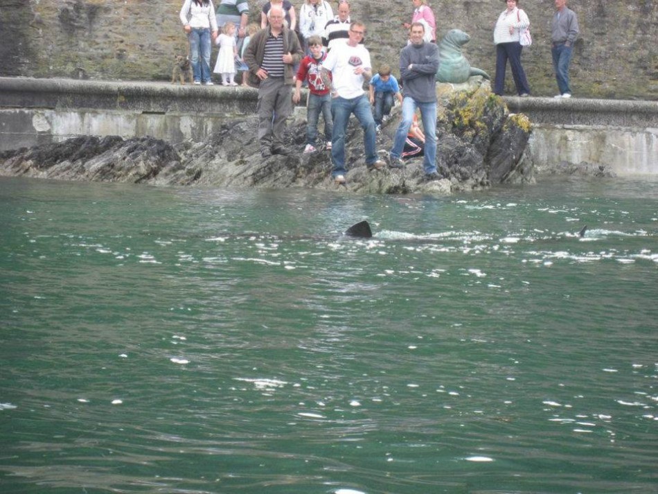 The basking shark was seen swimming into Looe harbour in Cornwall (Facebook/BBC Cornwall) The basking shark was seen swimming into Looe harbour in Cornwall (Facebook/BBC Cornwall)