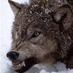 Confirmed Rabies Case in London