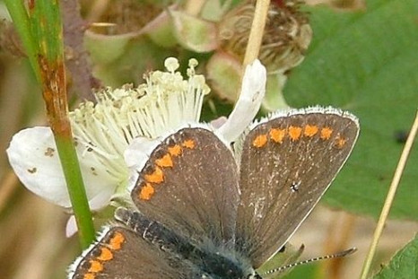 Climate Change Forces Butterflies To Fly Towards North