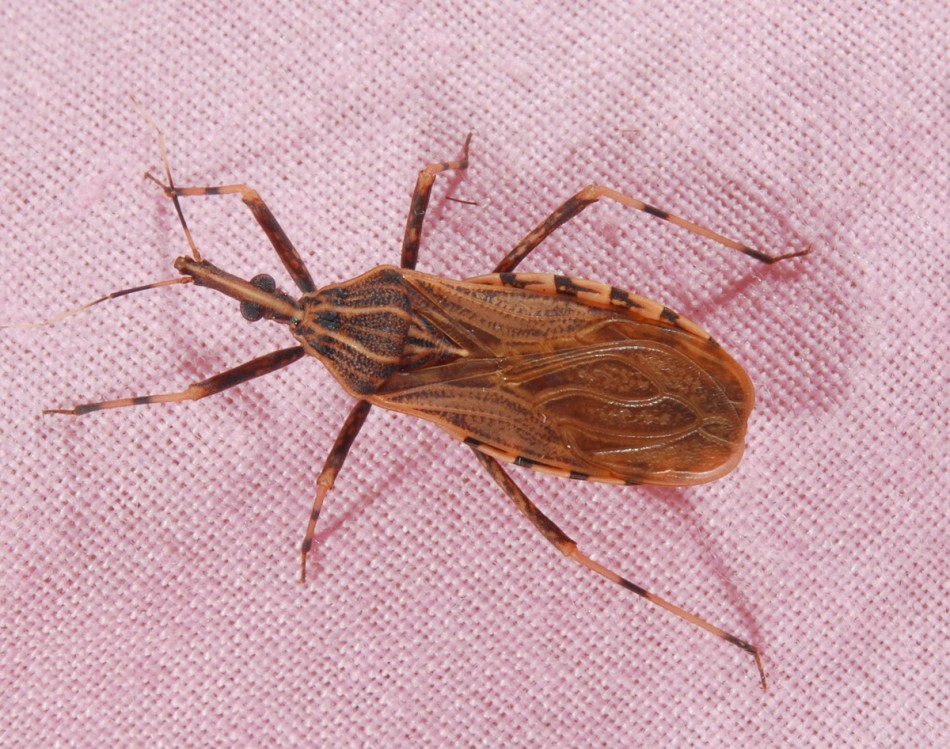 Entomology: New species of assassin bug identified by accident