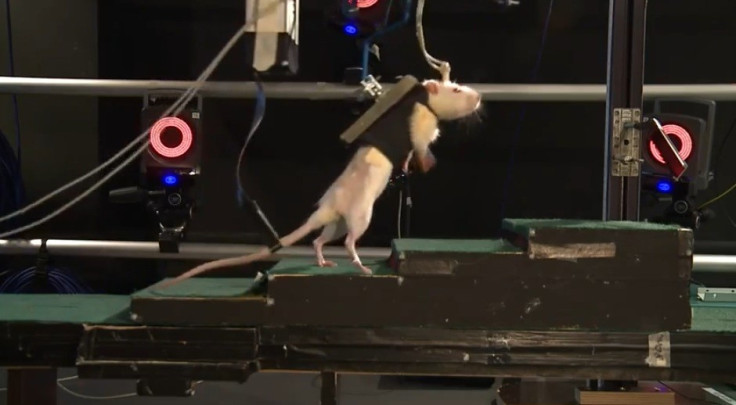 Scientists develop technique to help paralysed rats walk again