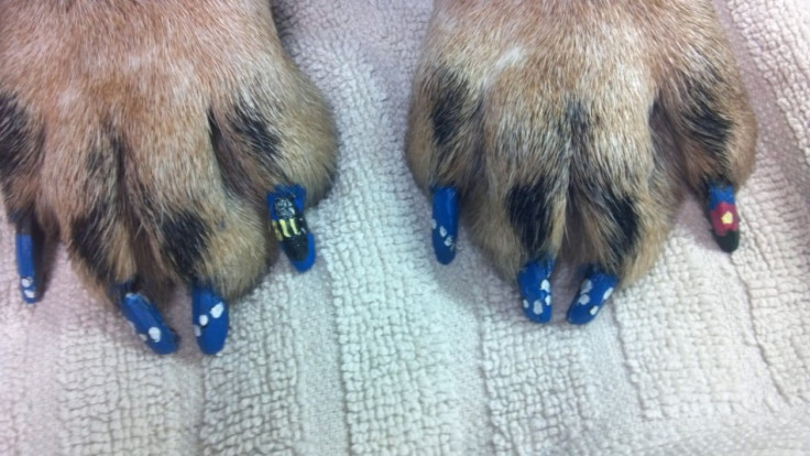 Doggie Nail Art