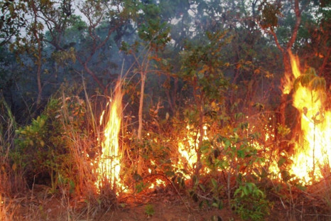 Nasa's Predicts Milder Amazon Fires in 2012
