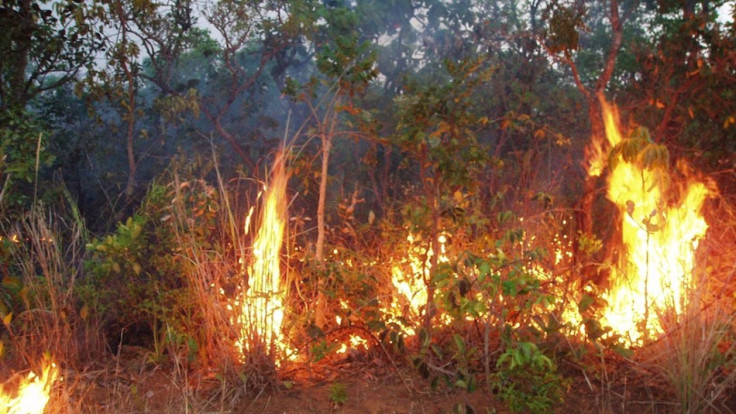 Nasa's Predicts Milder Amazon Fires in 2012