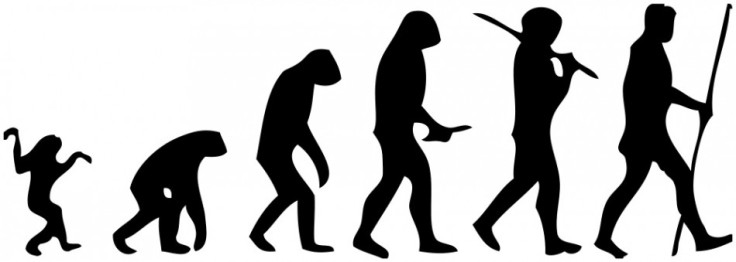 Human evolution