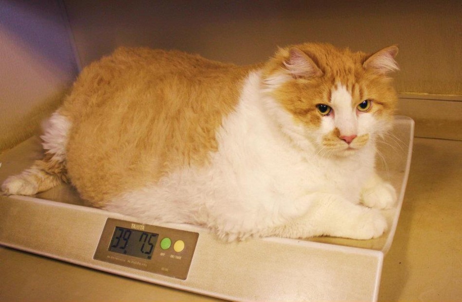 Garfield is Worlds Fattest Cat