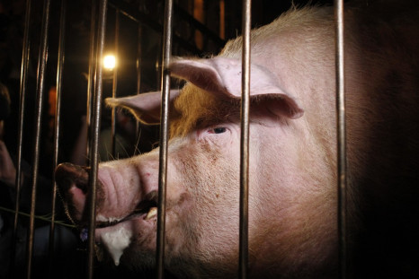 Khryak the predictive pig