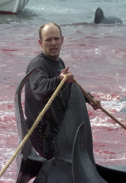 Denmarks Faroe Islands Observes Grindadrap Tradition of Mass Whale Killing on Environment Day