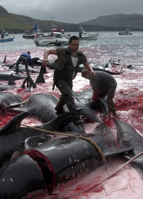 Denmarks Faroe Islands Observes Grindadrap Tradition of Mass Whale Killing on Environment Day