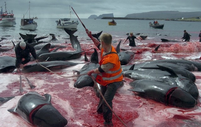 Denmarks Faroe Islands Observes Grindadrap Tradition of Mass Whale Killing on Environment Day