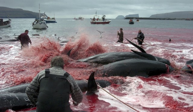 Denmarks Faroe Islands Observes Grindadrap Tradition of Mass Whale Killing on Environment Day