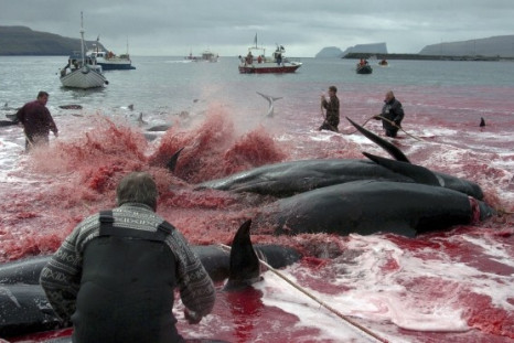 Denmark’s Faroe Islands Observes Grindadrap Tradition of Mass Whale Killing on Environment Day