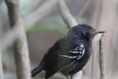 Rio Branco Antbird (Cercomacra carbonaria)