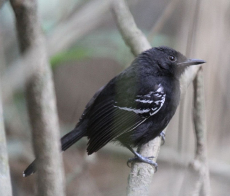 Rio Branco Antbird (Cercomacra carbonaria)