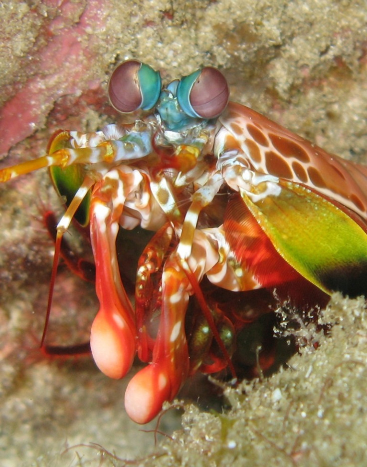 Club-Like Arm of Mantis Shrimp Could Help In Aircraft Frames Construction