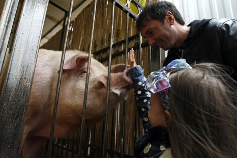 A girl touches the pig named Funtik at the Euro 2012 fan zone downtown Kyiv