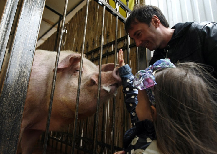 A girl touches the pig named Funtik at the Euro 2012 fan zone downtown Kyiv