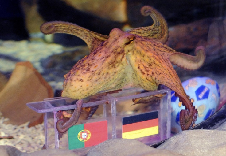 Octopuses Paulus swims over boxes with the flags of Germany and Portugal to predict the winner between the two teams' Euro 2012 soccer match, in Porto's city Sea Life Aquarium