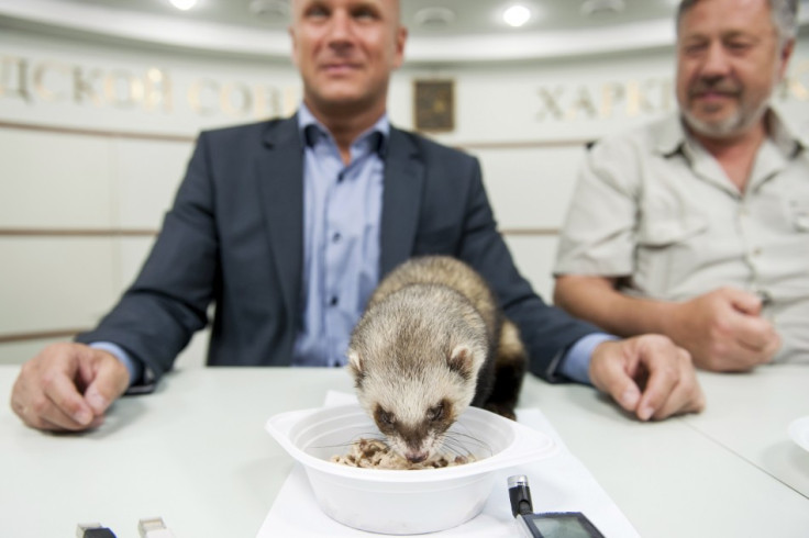 Ferret Fred has a meal with Alexander Popov and Alexei Grigoryev during a news conference in Kharkiv