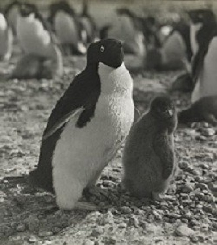 Nearly 100 Years Old Study About Penguins Sexual Lives Is Finally Published
