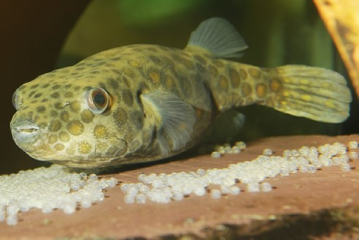 Origin of the Unusual Beaks of Pufferfishes Discovered