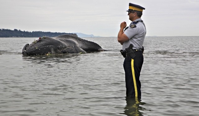 Young Humpback Whale with Heavy Nylon Line in its Mouth Washes up Alive at British Columbia Coast, Dies Soon After