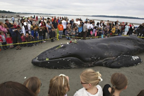 Young Humpback Whale with Heavy Nylon Line in its Mouth Washes up Alive at British Columbia Coast, Dies Soon After