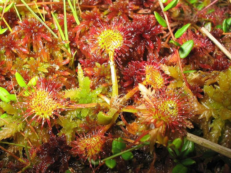 Carnivorous Plants Lose Appetite and Turns Veggie Due to Pollution
