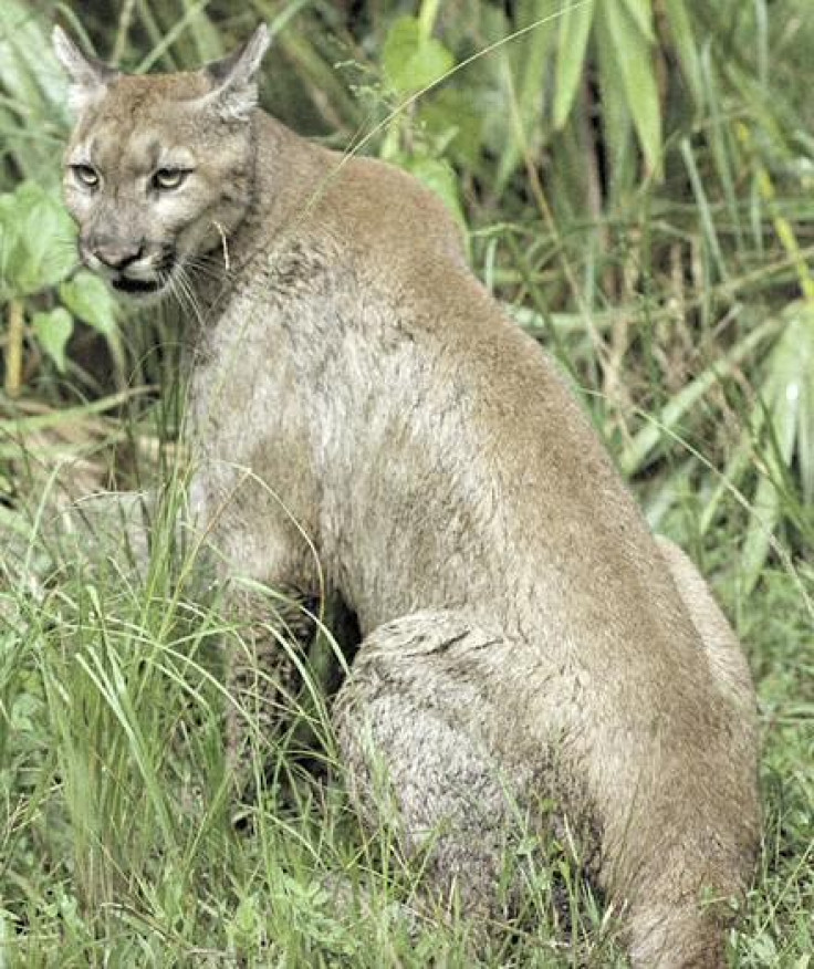 Cougars Are Spreading Across Midwest, Says Researchers