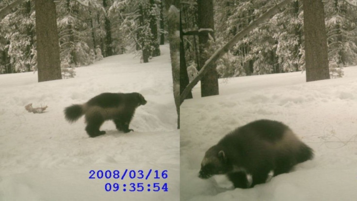 A 2008 sighting of a wolverine, the third, in the Tahoe National Forest, courtesy of the California Fish and Game Department of Forestry. (Photo: California Fish and Game Depar)
