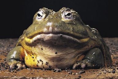 Giant Bullfrog