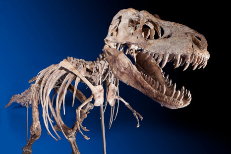 Tyrannosaurus Bataar Dinosaur Skeleton